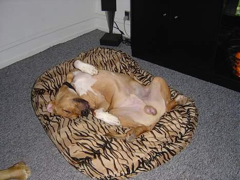 Amerikansk staffordshire terrier Killah - 8½ måned gammel og det er sku stadig ligeså hårdt og være hund :) billede 3