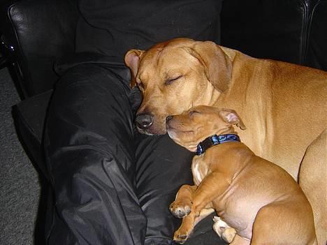 Amerikansk staffordshire terrier Killah - ja vi tager os lige en lur mig og lillebror ik  billede 4