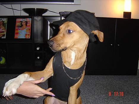 Amerikansk staffordshire terrier Killah - gangsta hunden  billede 5