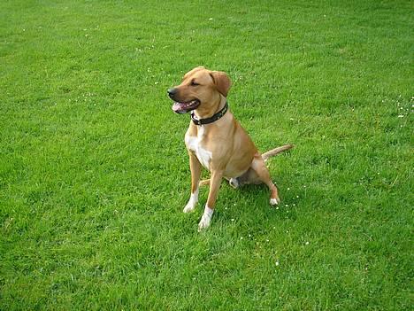 Amerikansk staffordshire terrier Killah billede 6