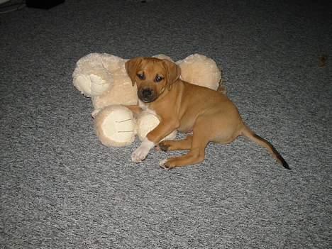 Amerikansk staffordshire terrier Killah - 8 uger gammel med sin bamse som desværre er blevet ædt af ham nu :) billede 7