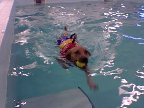 Amerikansk staffordshire terrier Killah - her er han så til hundesvømning for 2 gang med redningsvest og det hele hehe billede 8