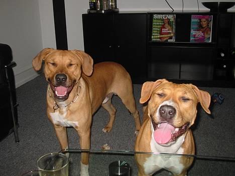 Amerikansk staffordshire terrier Killah - hahahahaha hvor ser i bare sjove ud.. billede 9