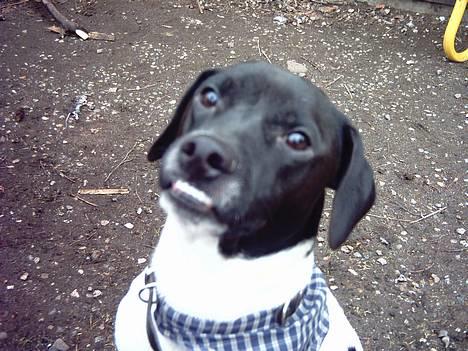 Dansk svensk gaardhund Biffer - Er jeg ikke nam*G* billede 4