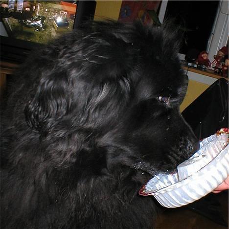 Newfoundlænder Shamira - For at få taget et billede af tøsen blev vi nødt til at lokke hende lidt!! billede 7