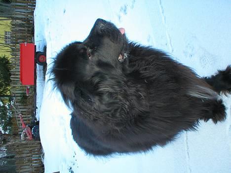 Newfoundlænder Shamira - Ude at lege i sneen!! billede 8