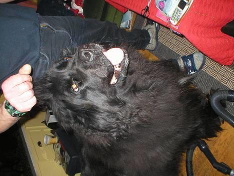 Newfoundlænder Shamira - det er dejlig at blive nusset med billede 9