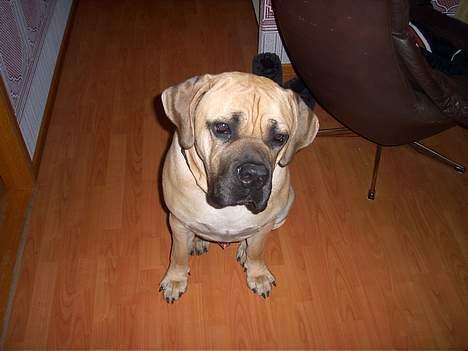 Cane corso Balto billede 1