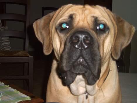 Cane corso Balto billede 2