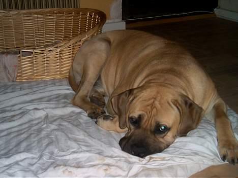 Cane corso Balto billede 3