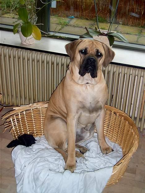 Cane corso Balto billede 4
