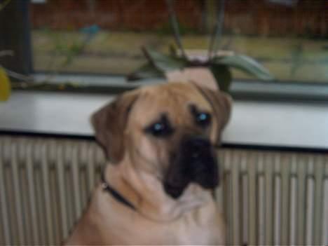 Cane corso Balto billede 5