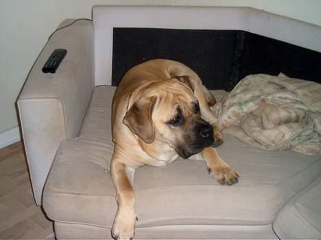 Cane corso Balto billede 6