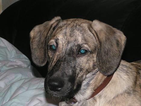 Blanding af racer Molly - hygger mig på sofaen med mor billede 1