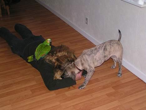 Blanding af racer Molly - se nu leger jeg med mor og Jacob han er en pappegøe og han kalder meget på mig og passer på mig når mor skal i byen. billede 2