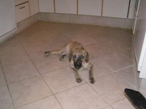 Blanding af racer Molly - så er det vedat  være sengetid  billede 3