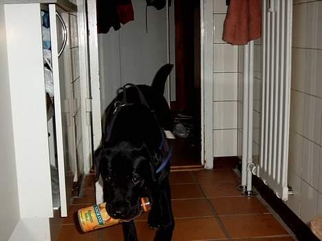 Labrador retriever Filippa - 11.08.04: Her er jeg på vej med funden flaske til mor (se forklaring under min beskrivelse) billede 2