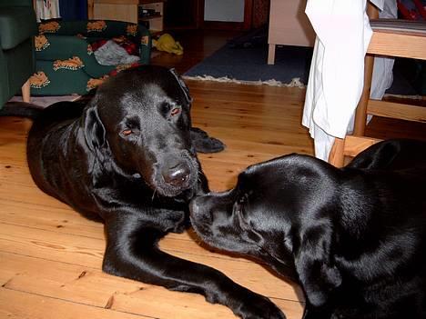 Labrador retriever Filippa - 22.09.04: Møs møs - jeg kan godt li´ Pedro (til venstre) billede 6