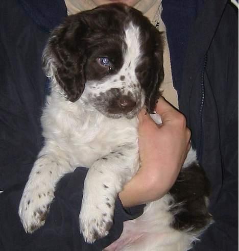 Field Trial spaniel Chester billede 1