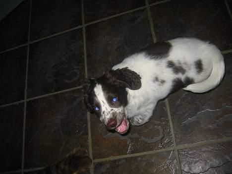 Field Trial spaniel Chester billede 2
