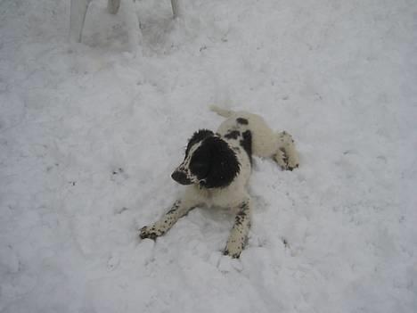 Field Trial spaniel Chester billede 3