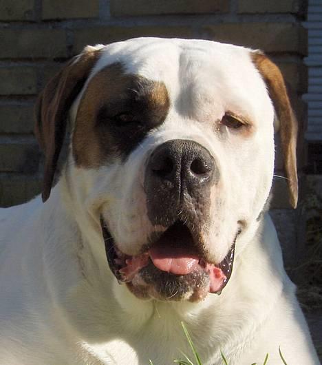 Blanding af racer Nalla 5/11 - What´s Up?? billede 1