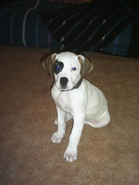 Blanding af racer Nalla 5/11 - Nalla 3 mdr. gammel billede 2