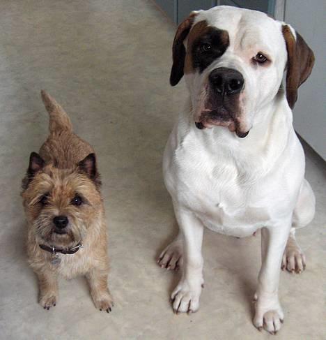 Blanding af racer Nalla 5/11 - Nalla og sin ven Vimmer billede 3