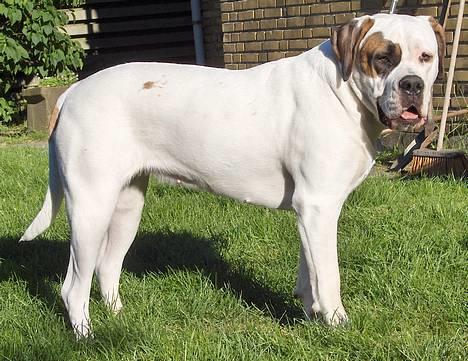 Blanding af racer Nalla 5/11 - Nalla Juni 2005 billede 4