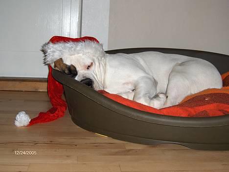 Blanding af racer Nalla 5/11 - It´s hard to be a nisse-pige;o) billede 5