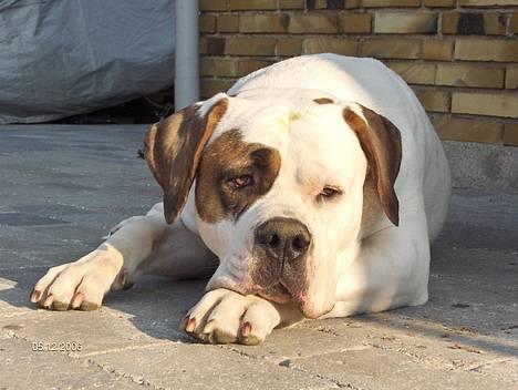 Blanding af racer Nalla 5/11 - Prinsesse Nalla elsker sol og sommer. Maj ´06 billede 6