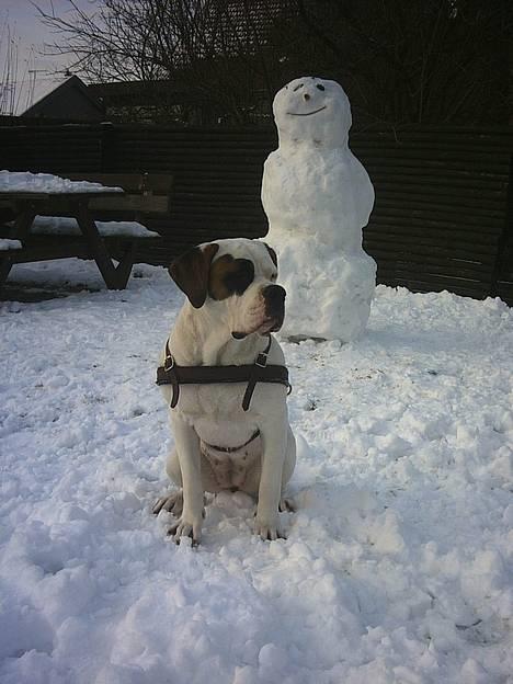 Blanding af racer Nalla 5/11 - Ha´ .............lige om lidt stjæler jeg snemandens næse..Vinter ´05 billede 7