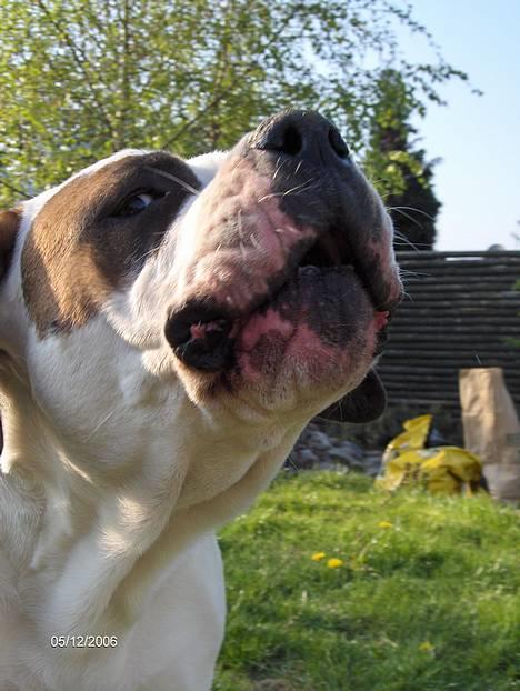 Blanding af racer Nalla 5/11 - Hold nu op med at tage flere billeder af mig!! VOV, siger jeg bare billede 8