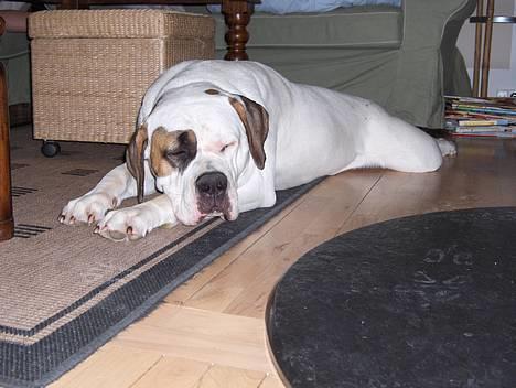 Blanding af racer Nalla 5/11 - Ihh....altså slå blitzen fra du!!! billede 9