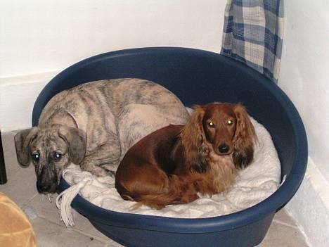 Blanding af racer Molly - ja nu har jeg fået sådan en dejlig legekammerart kan i tro her ligger vi godt og lunt billede 4