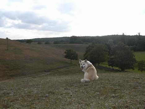 Islandsk fårehund Frodi billede 1