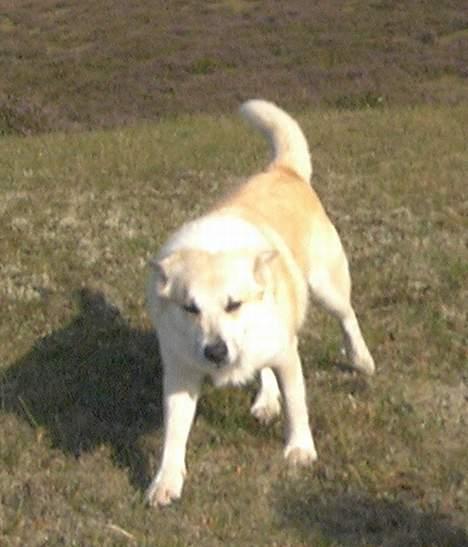 Islandsk fårehund Frodi billede 2