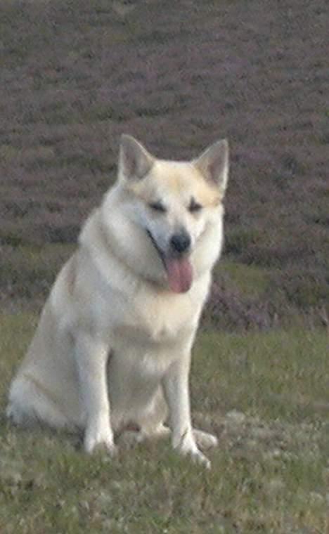 Islandsk fårehund Frodi billede 3