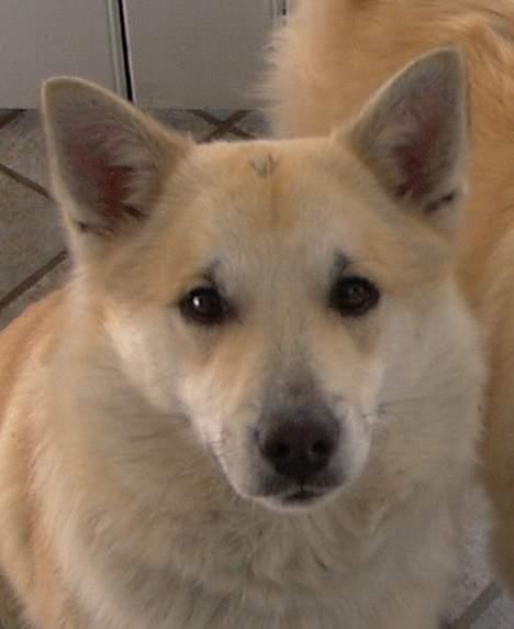 Islandsk fårehund Frodi billede 4