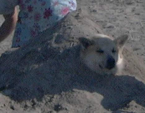 Islandsk fårehund Frodi - Her begraver vi ham i sandet... Hvis ikke det  kan ses, nød han det faktisk utrolig meget... Jeg tror måske det var dejlig  kølende  på den ellers varme sommerdag. Det  viser lidt vor elskelig han er... billede 5
