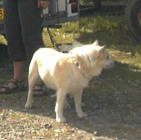 Islandsk fårehund Frodi billede 6