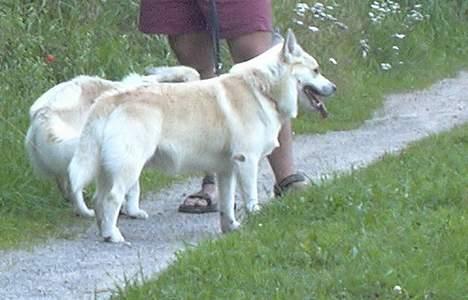 Islandsk fårehund Frodi billede 7