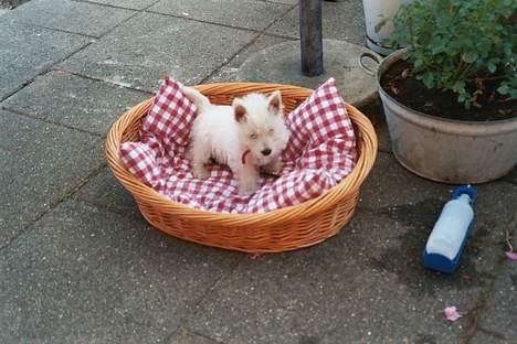 West highland white terrier Lukas billede 1