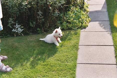 West highland white terrier Lukas billede 2