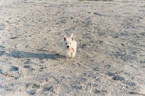 West highland white terrier Lukas billede 3