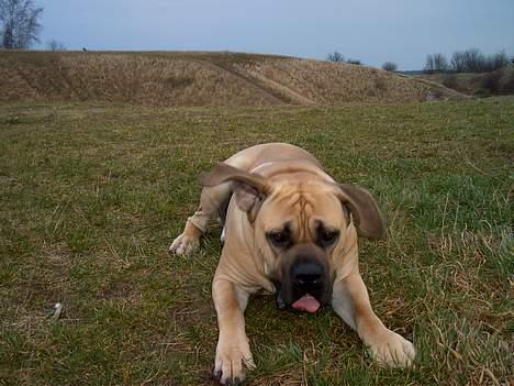 Cane corso Balto billede 7