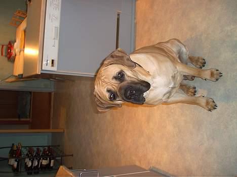 Cane corso Balto billede 8