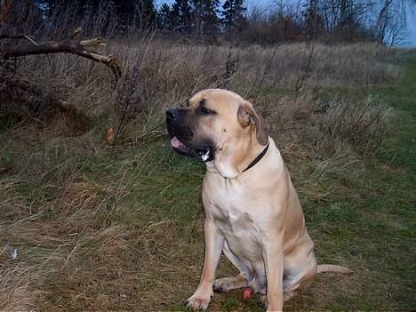Cane corso Balto billede 9