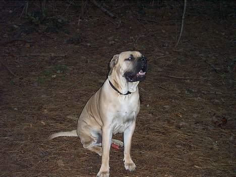 Cane corso Balto billede 10