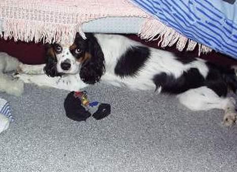 Cavalier king charles spaniel Willie billede 4